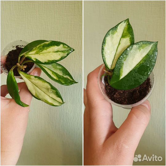 Обновлено. Хойя разные укоренённые черенки