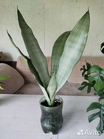 Сансевиерия муншайн. Закончились. Будут к весне