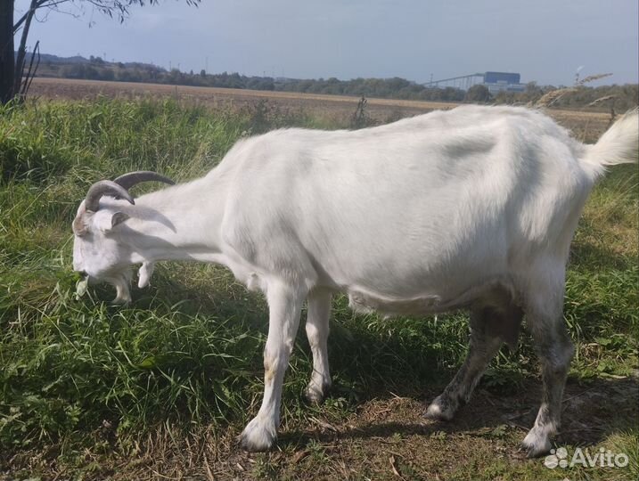Коза дойная