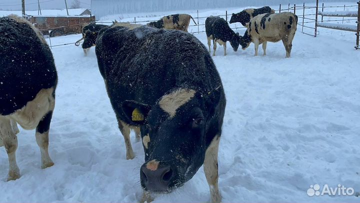Племенные нетели в лизинг
