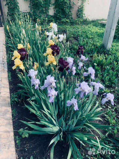 Ирисы сортовые