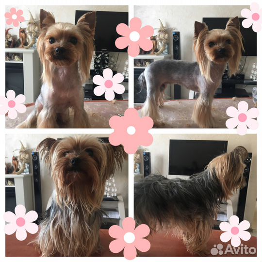 Стрижка собак