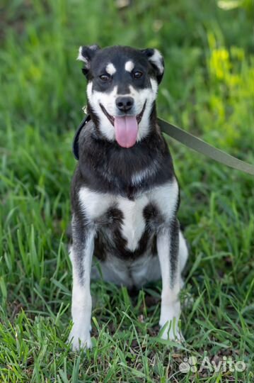 Очаровательная красотка ищет дом