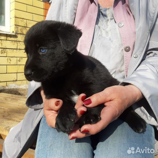 Щенок в добрые руки бесплатно