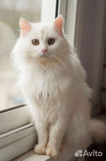 Фунтик ищет семью