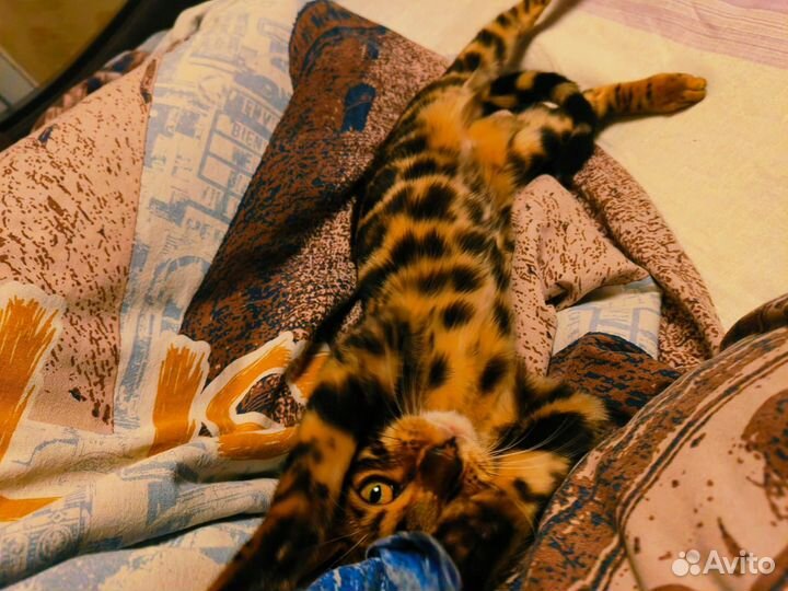 Бенгальский настоящий леопард в миниатюре