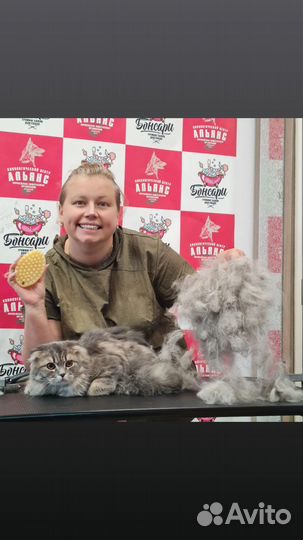 Стрижка, бритье, вычесывание кошек