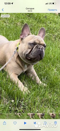 Французский бульдог кобель вязка, продажа
