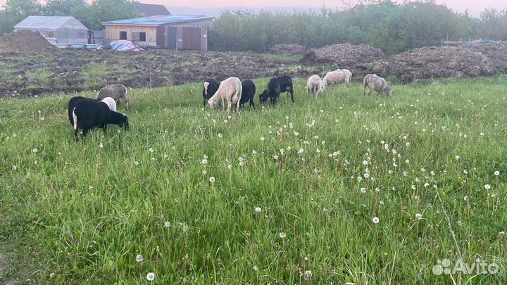 Овцы на Курбан