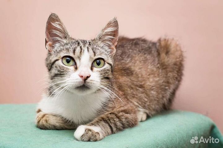 Европейская кошка кот котенок в добрые руки