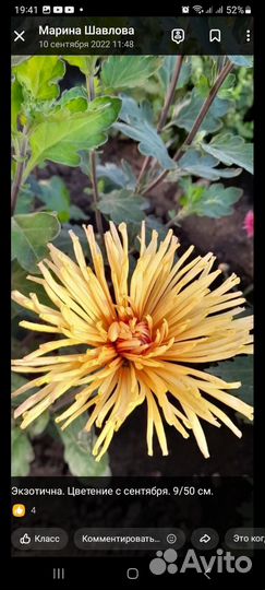 Корейские хризантемы