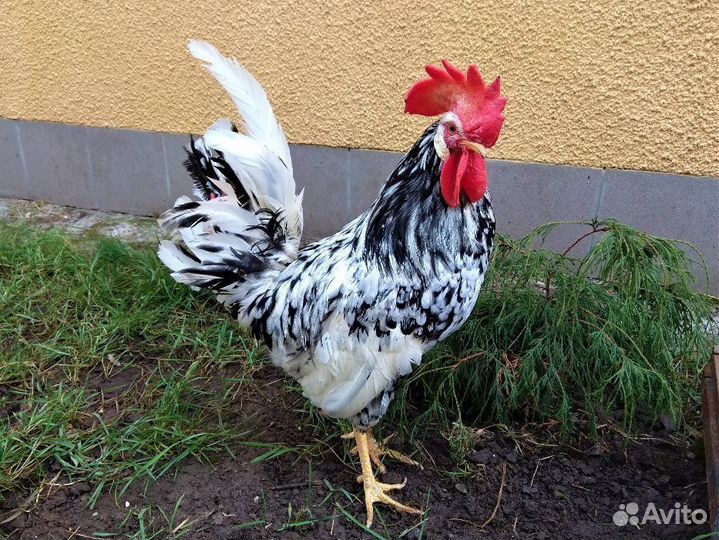 Петухи леггорн далматинцы