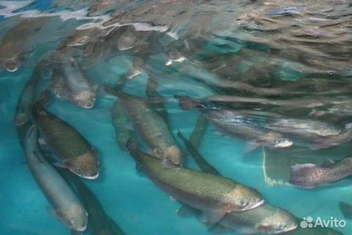 Малек форели