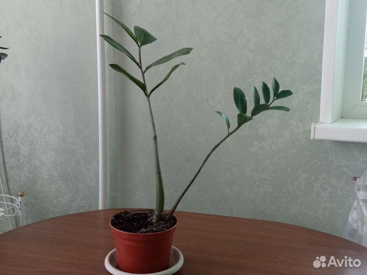 Цветы комнатные