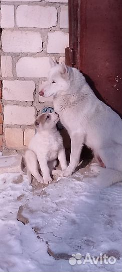 Щенок в добрые руки мальчик