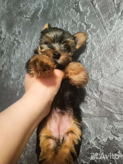 Йоркширский терьер