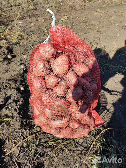 Продам картофель с доставкой