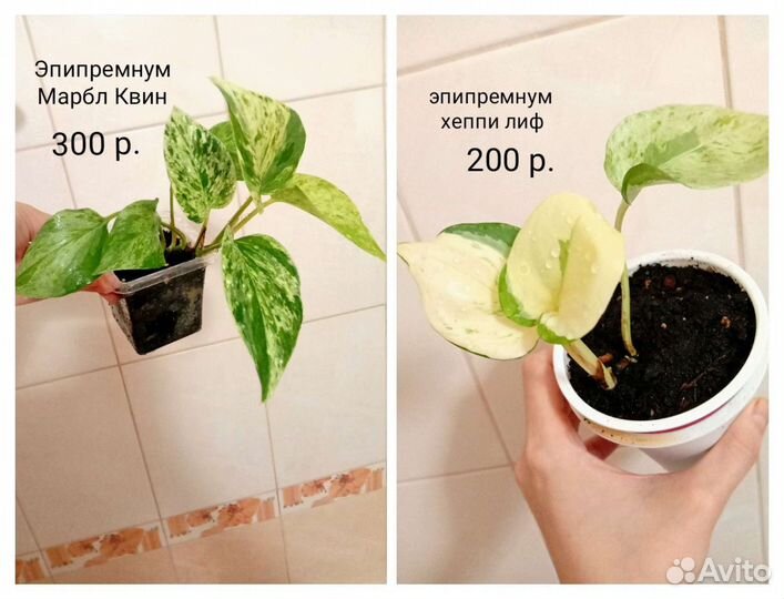 Цветы комнатные много