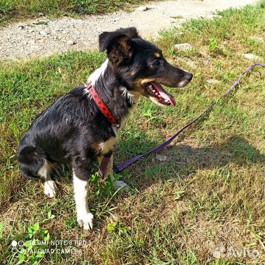 Собака Красавица Нара