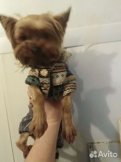 Йоркширский терьер вязка мини, вес 1.8