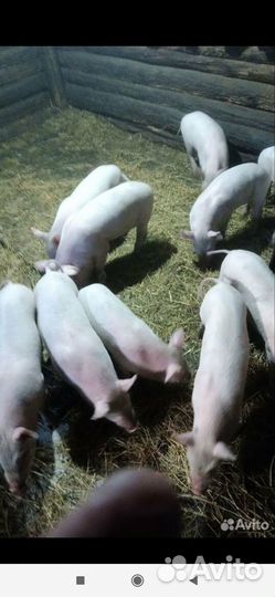 Поросенок ландрас