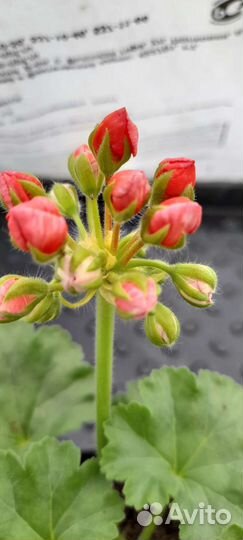 Ред-пандора,тюльпановидная пеларгония