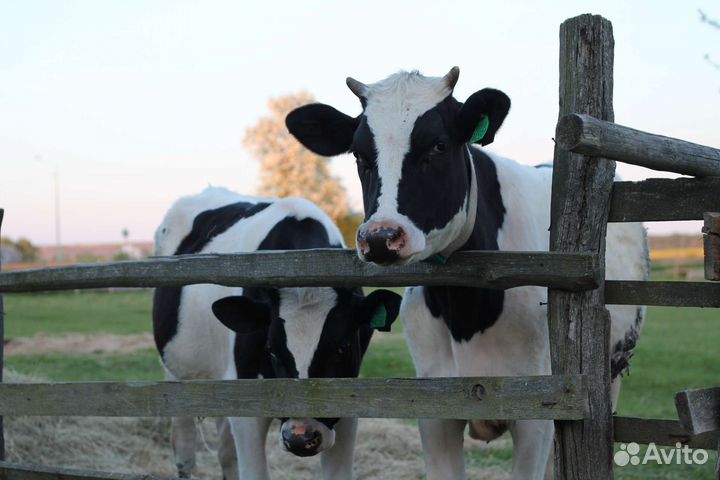 Тёлка тёлочка корова