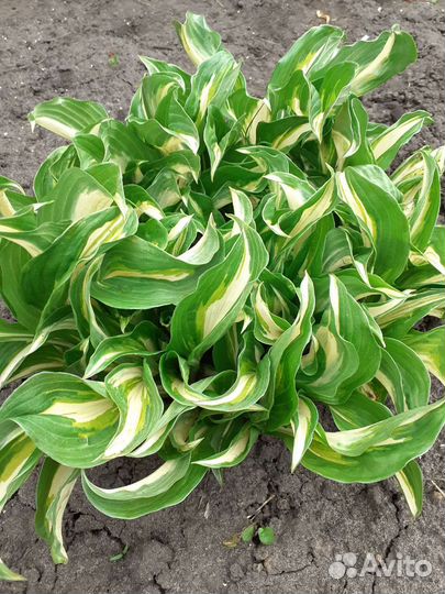 Хоста растение