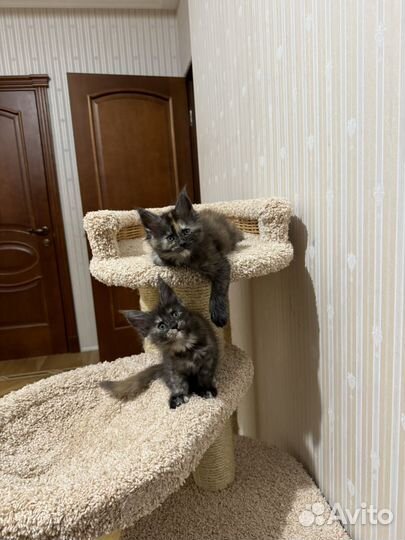 Мейн кун котята