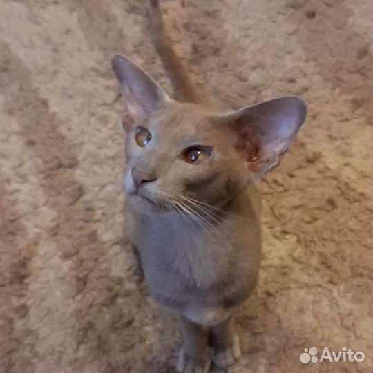 Ориетальная кошечка