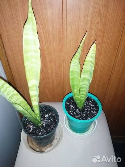Сансевиерия щучий хвост