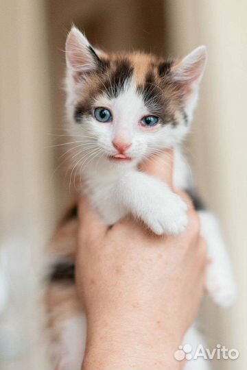 Трехцветная котенок девочка в добрые руки