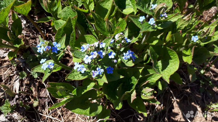 Незабудка голубая, многолетник