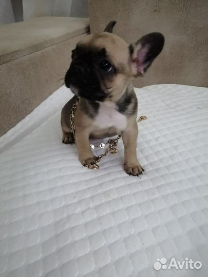 Собаки щенки французского бульдога