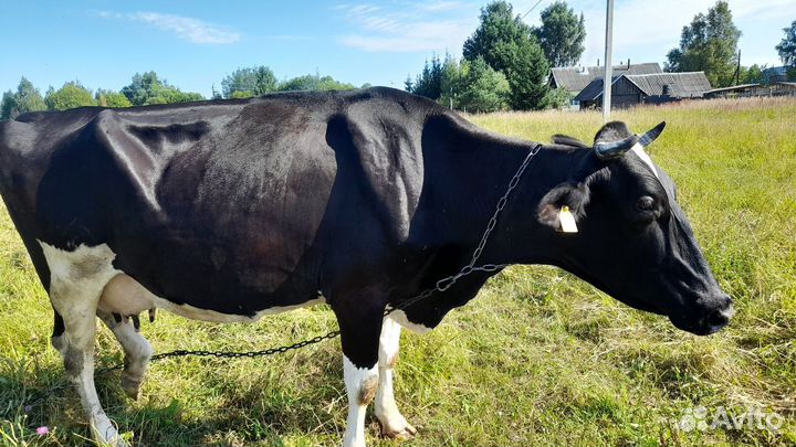 Коровы дойные молочные