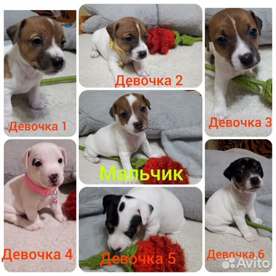 Джек рассел