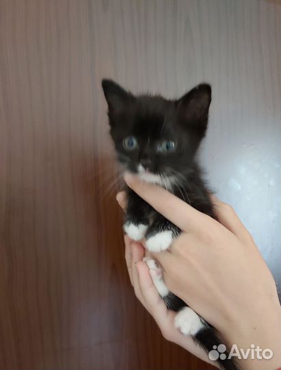 Котенок мальчик