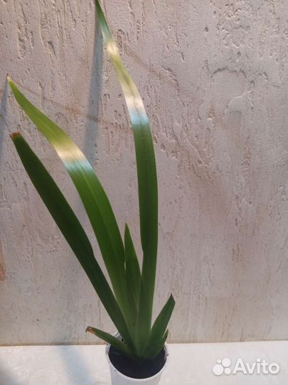 Неомарика. Комнатный ирис