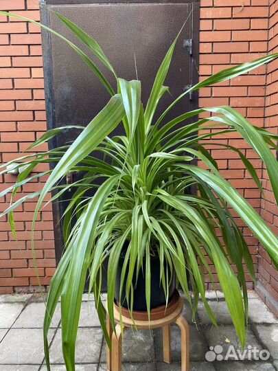 Панданус пальма