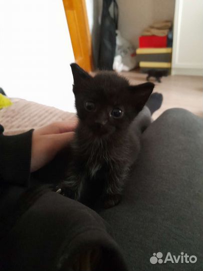 Котята (мальчик и девочка)