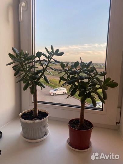 Денежное дерево, толстянка крассула