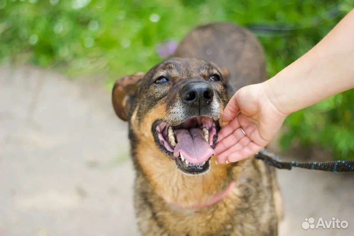 Нежный трогательный деликатный пёс ждёт именно Вас
