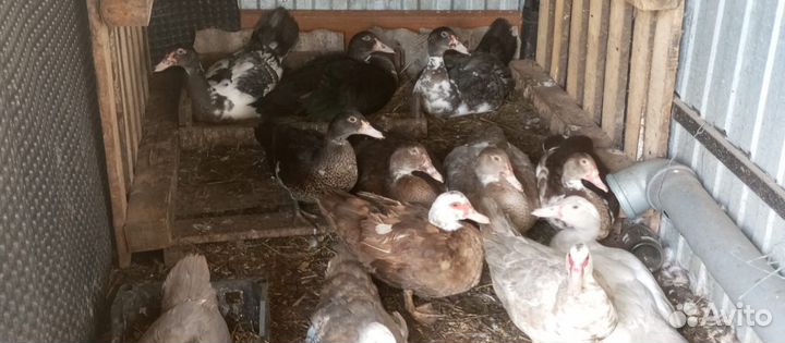 Мускусные утки