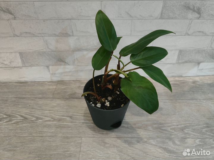 Филодендроны