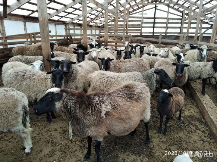 Овцы, бараны на разведение и на мясо