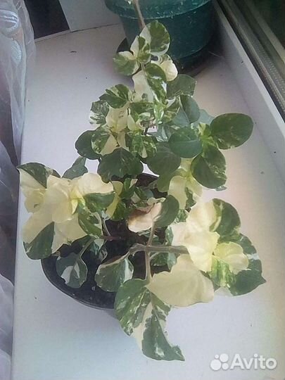 Азистазии сетчатая, вариегатная и обычная