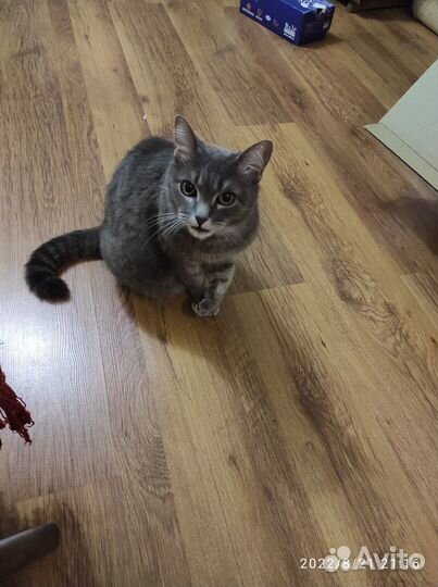 Отдам кота в добрые руки
