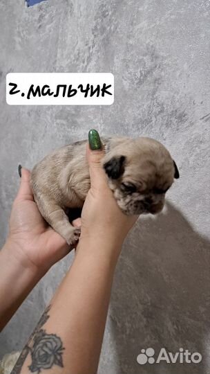 Французский бульдог щенки