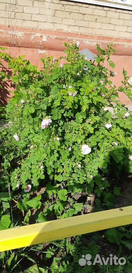 Кусты розы шиповниковой