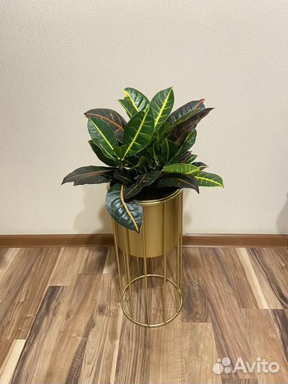 Кашпо горшок и комнатные на выбор